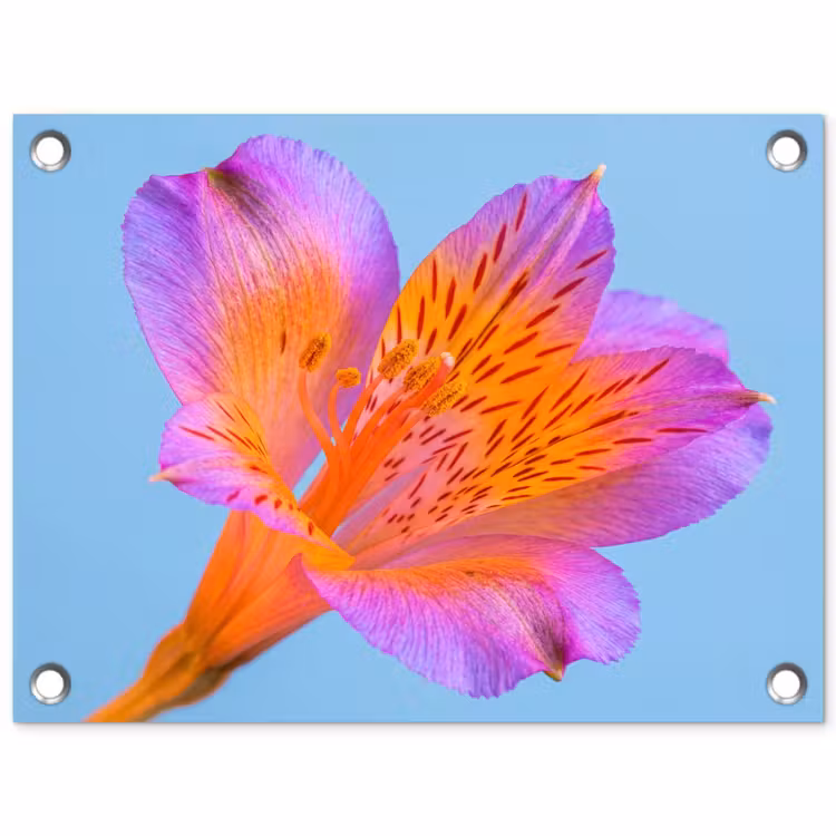 Bloem - Detail - Kleurrijk tuinposter los doek klein -3d