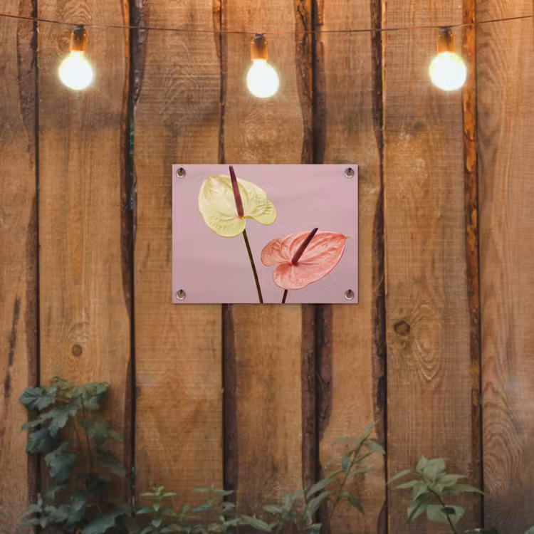 Bloemen - Anthuriums - Geel - Roze tuinposter los doek klein -sfeer1
