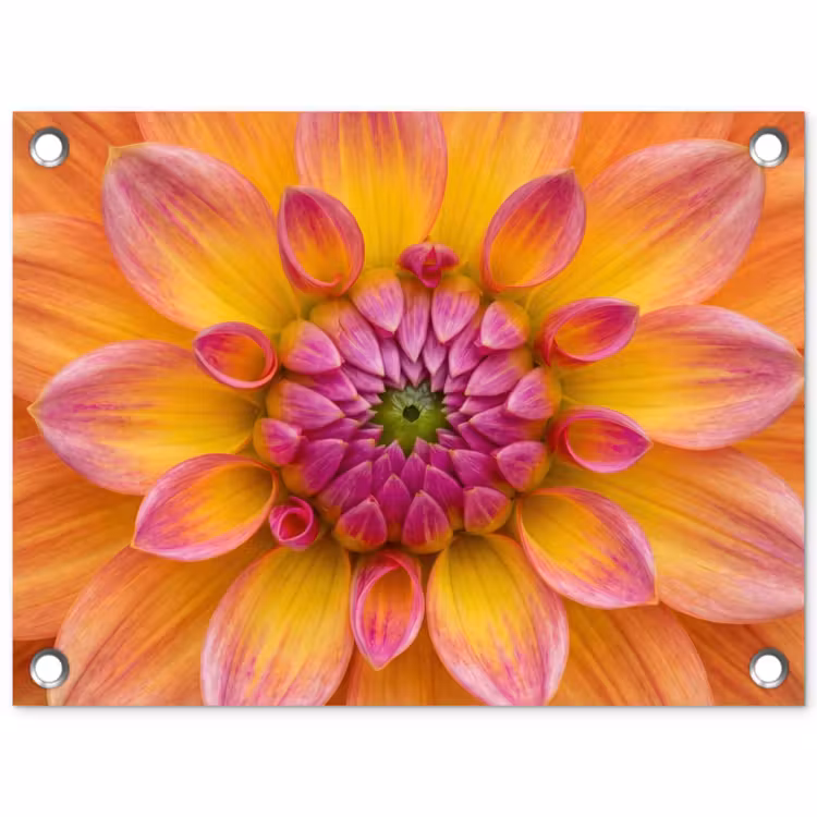 Dahlia - Bloem - Oranje tuinposter los doek klein -3d