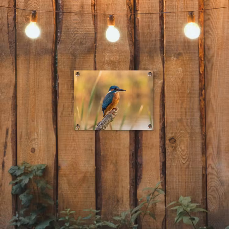 IJsvogel - Tak - Water - Kleurrijk - Levendig tuinposter los doek klein -sfeer1