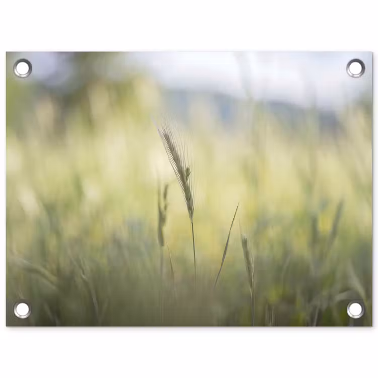 Graan - Aar - Natuur - Groen - Detail tuinposter los doek klein -3d
