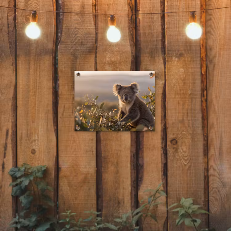 Koala - Bladeren - Ochtendlicht tuinposter los doek klein -sfeer1