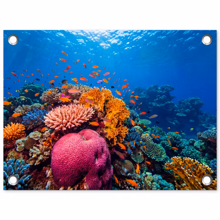 Koraal - Vissen - Oceaan - Natuur - Kleurrijk tuinposter los doek klein -3d