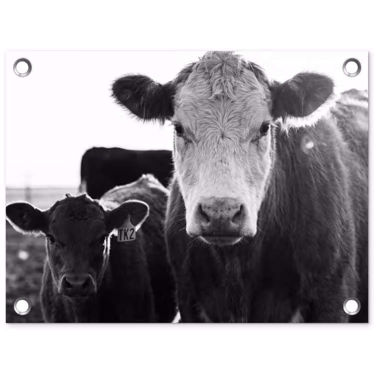 Koeien - Zwart - Wit tuinposter los doek klein -3d