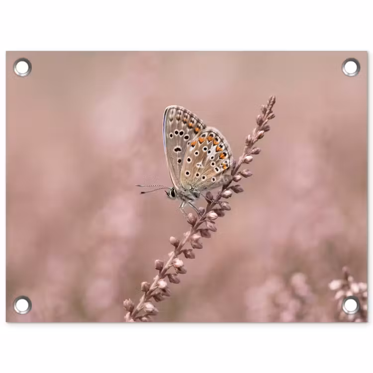 Lavendel - Vlinder - Paars tuinposter los doek klein -3d