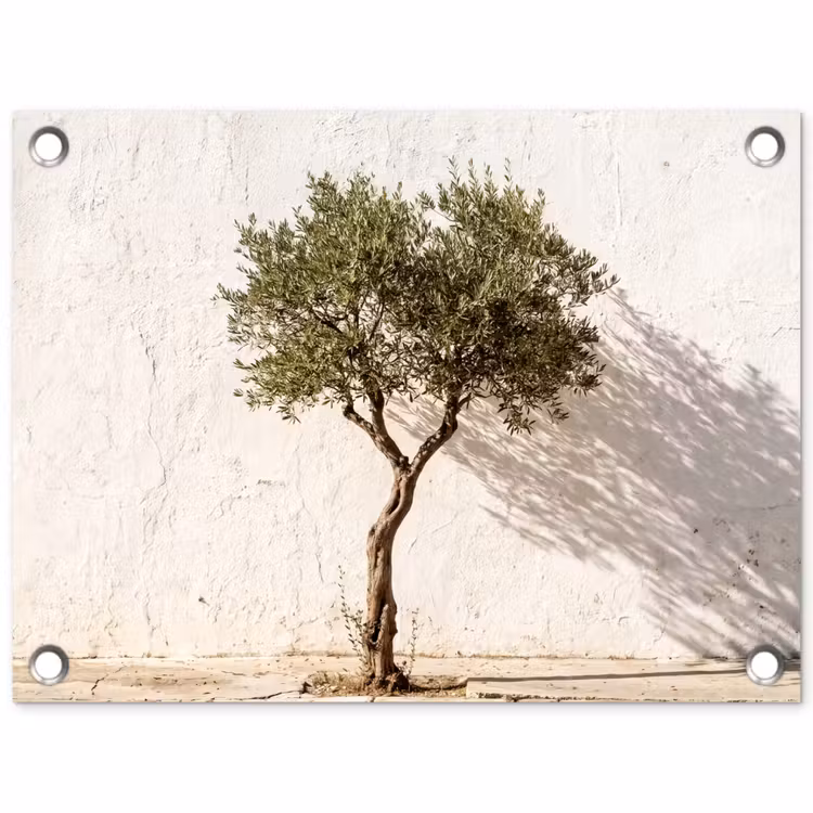 Gartenposter - Olivenbaum – Wand – weiß - Olijfboom - muur - wit tuinposter los doek klein