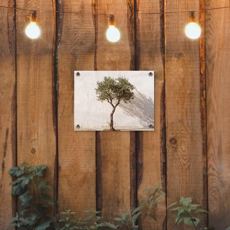 Gartenposter - Olivenbaum – Wand – weiß - Olijfboom - muur - wit tuinposter los doek klein