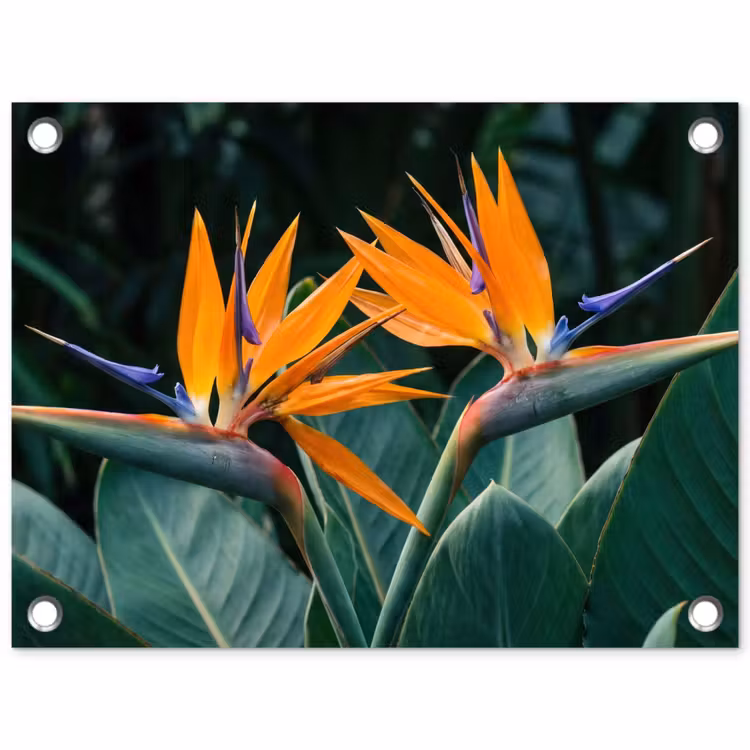 Paradijsvogel - Bloem - Exotisch tuinposter los doek klein -3d