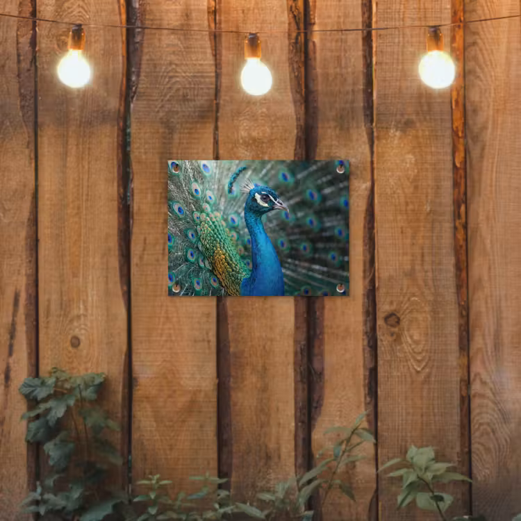 Pauw - Veren - Blauw tuinposter los doek klein -sfeer1