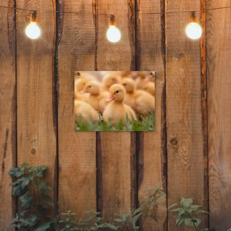 Pijltje - Eend - Natuur - Geel tuinposter los doek klein -sfeer1
