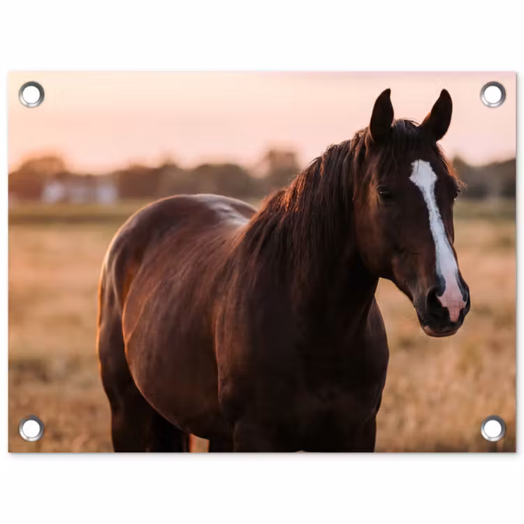 Paard - Zonsondergang - Bruin tuinposter los doek klein -3d