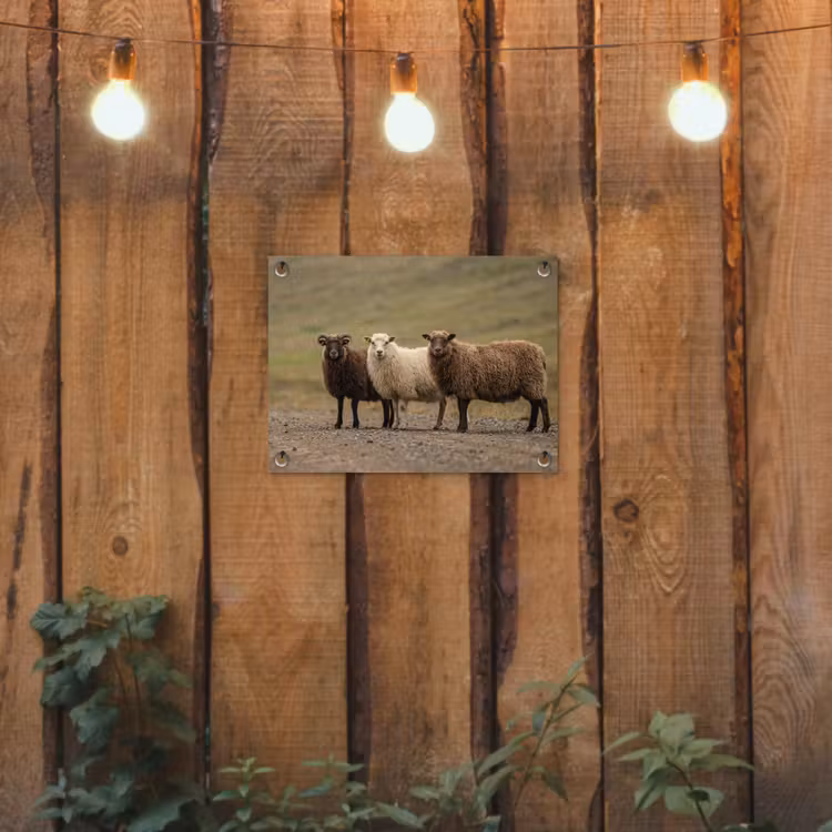 Schapen - Bruin - Wit - Grindpad tuinposter los doek klein -sfeer1