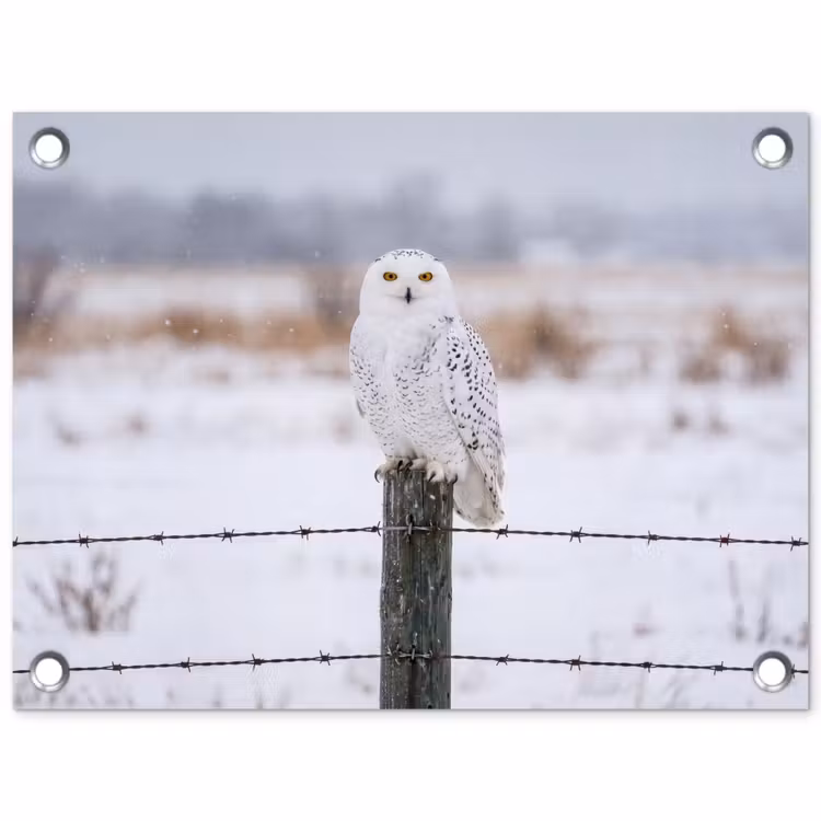 Sneeuwuil - Hek - Sneeuw - Wit tuinposter los doek klein -3d