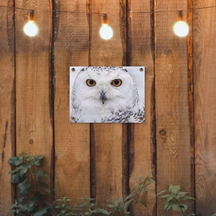 Sneeuwuil - Oog - Wildlife - Wit tuinposter los doek klein -sfeer1