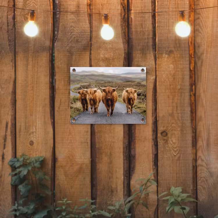 Schotse Hooglanders - Weg - Landschap - Kudde tuinposter los doek klein -sfeer1