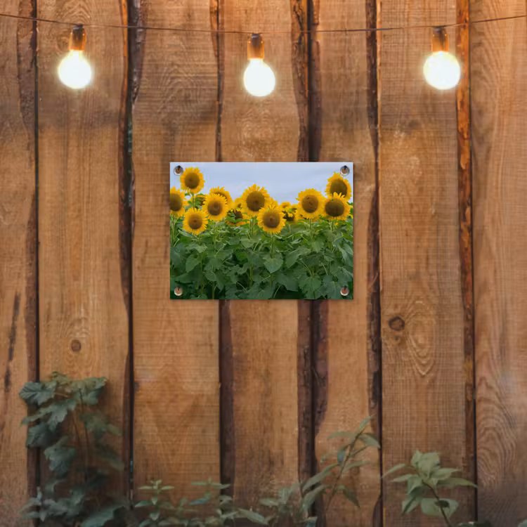 Zonnebloemen - Geel - Natuur tuinposter los doek klein -sfeer1