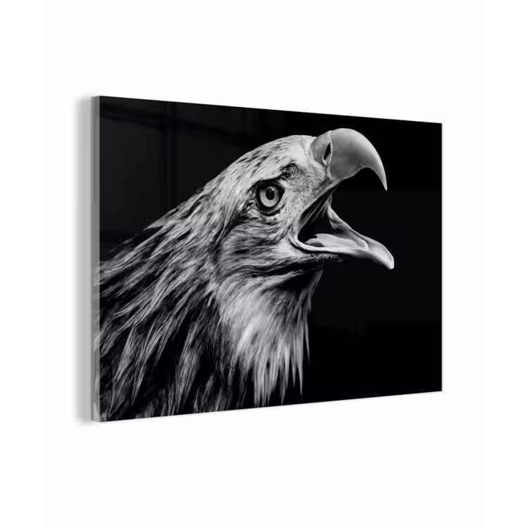 Adelaar - Portret - Roofvogels - Zwart - Wit - Vogel plexiglas 5mm klein -zzzproduct_nieuw