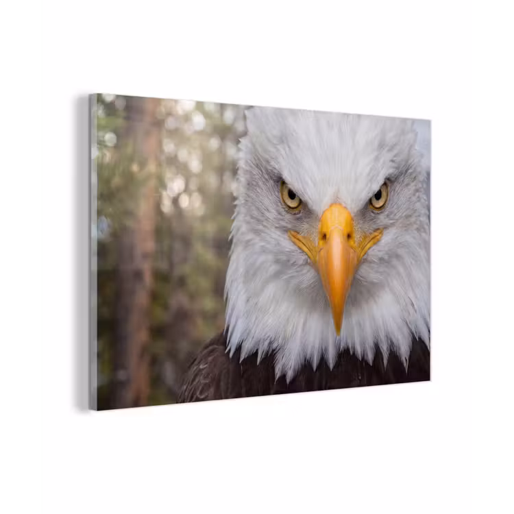 Amerikaans - Zeearend - Portret - Geel plexiglas 5mm klein -zzzproduct_nieuw