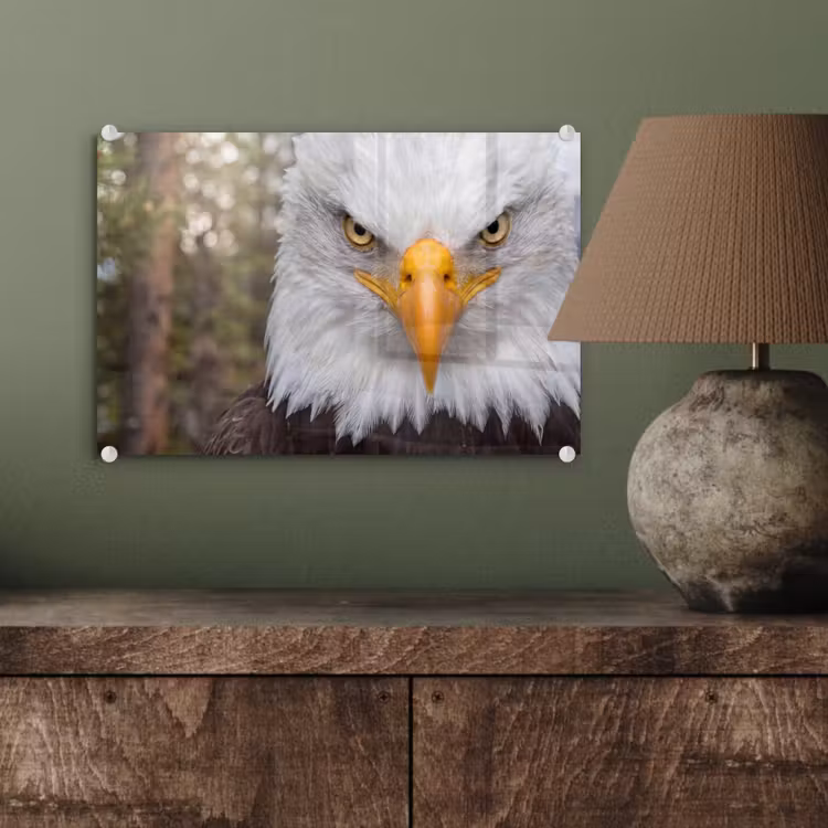 Amerikaans - Zeearend - Portret - Geel plexiglas 5mm klein -wsfeer2_DE