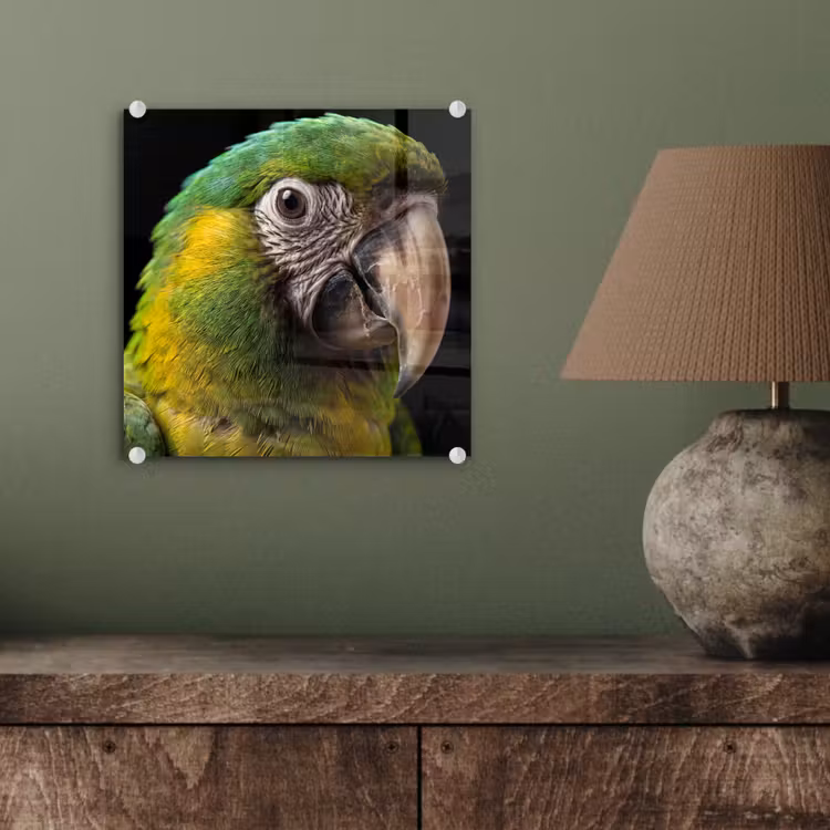 Ara - Portret - Groen plexiglas 5mm klein -sfeer3