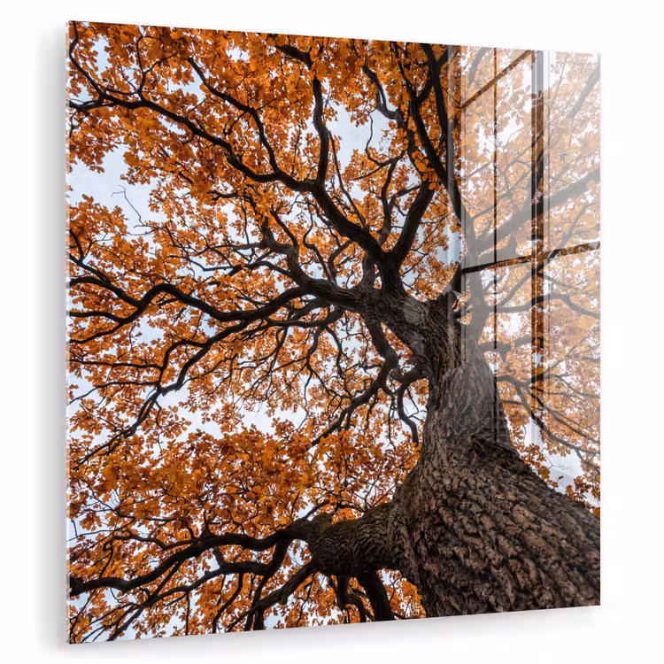 Boom - Bladerdak - Herfst - Oranje - Sfeervol plexiglas 5mm klein -zzzproduct_nieuw