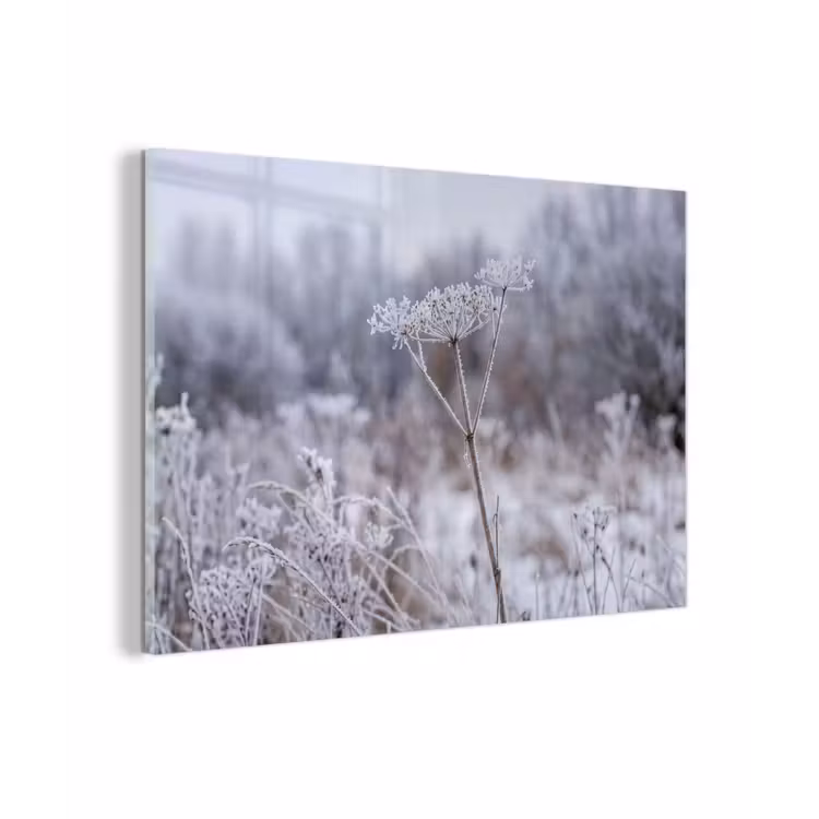 Schermbloem - Rijp - Kristallen - Winter - Delicaat plexiglas 5mm klein -zzzproduct_nieuw