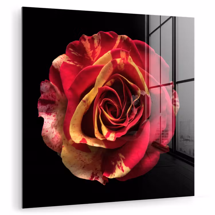 Bloem - Roos - Rood - Zwart plexiglas 5mm klein -zzzproduct_nieuw