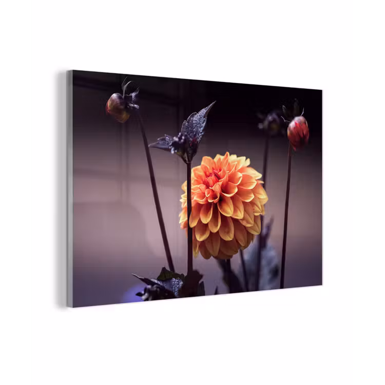 Bloemen - Chrysant - Macro - Planten plexiglas 5mm klein -z3d
