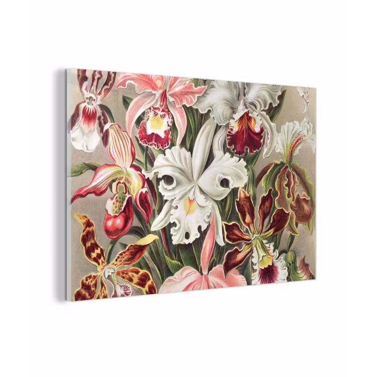 Bloemen - Ernst Haeckel - Vintage - Orchidee plexiglas 5mm klein -sfeer1