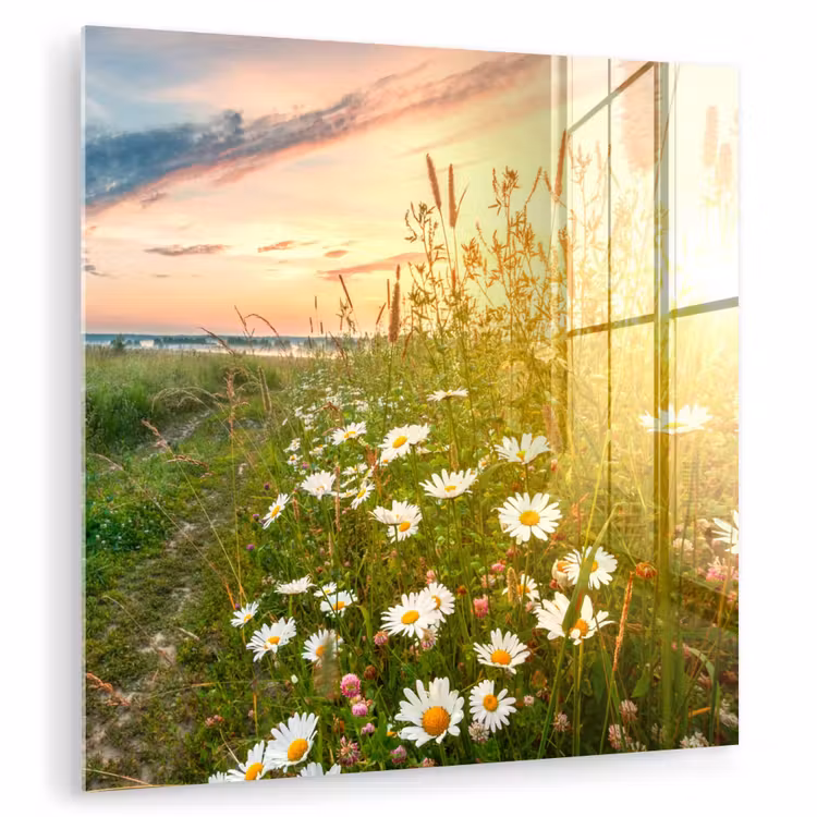Bloemen - Madelief - Natuur - Zon - Horizon plexiglas 5mm klein -zzzproduct_nieuw