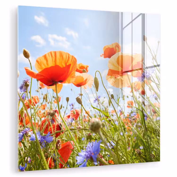 Bloemen - Klaproos - Lente - Natuur - Rood - Blauw plexiglas 5mm klein -zzzproduct_nieuw