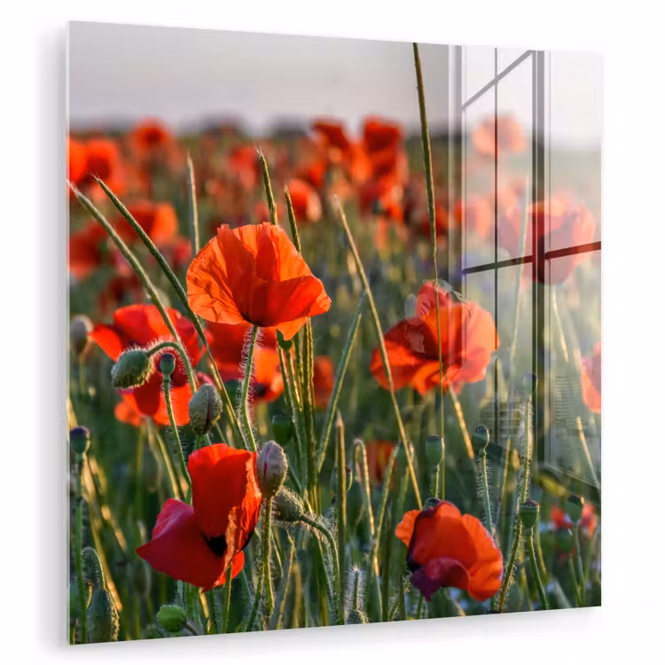 Bloemen - Klaprozen - Natuur - Rood plexiglas 5mm klein -zzzproduct_nieuw