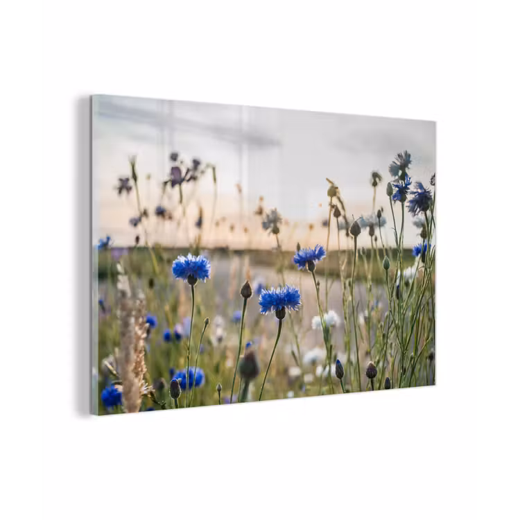 Bloemen - Zomer - Korenbloem - Blauw - Zon - Wolken plexiglas 5mm klein -zzzproduct_nieuw