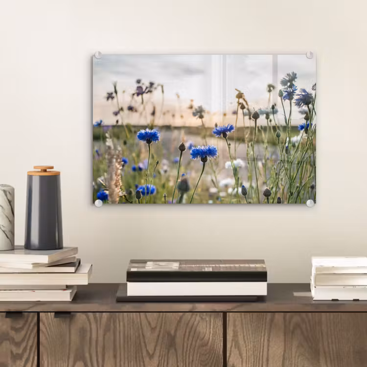 Bloemen - Zomer - Korenbloem - Blauw - Zon - Wolken plexiglas 5mm klein -sfeer1