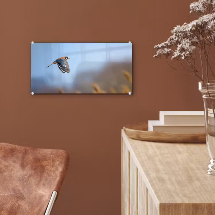 Kleurrijke valk aan het vliegen plexiglas 5mm klein -sfeer5