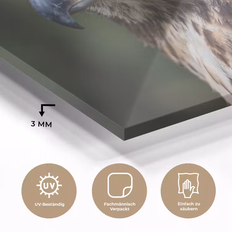 Buizerd - Roofvogel - Natuur - Bruin plexiglas 5mm klein -wsfeer2_DE