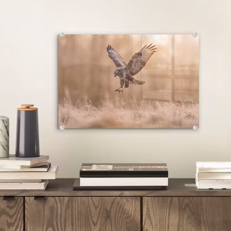 Buizerd - Roofvogel - Natuur - Bruin plexiglas 5mm klein -sfeer1