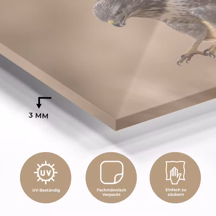 Buizerd - Roofvogel - Natuur - Bruin plexiglas 5mm klein -wsfeer2_DE