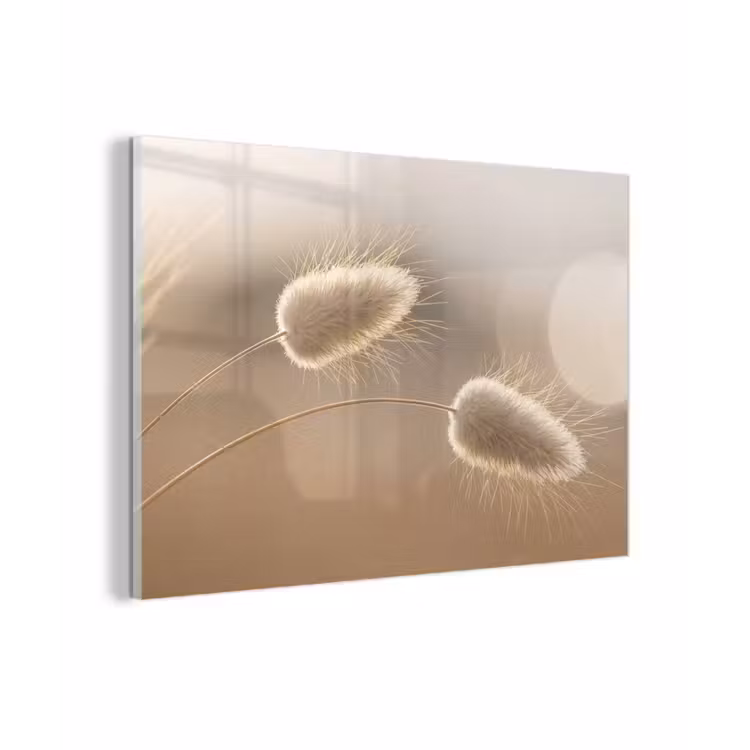 Hazestaartgras - Graanharen - Zonlicht plexiglas 5mm klein -zzzproduct_nieuw