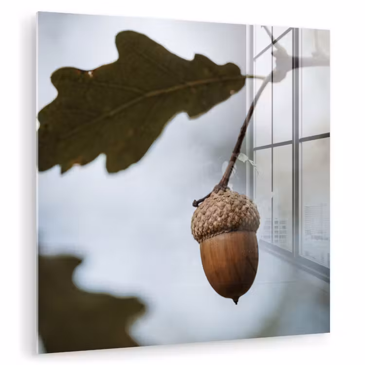Eikel - Eikenblad - Bos - Herfst - Natuur plexiglas 5mm klein -zzzproduct_nieuw