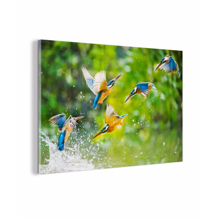 IJsvogels vliegen in het water plexiglas 5mm klein -z3d