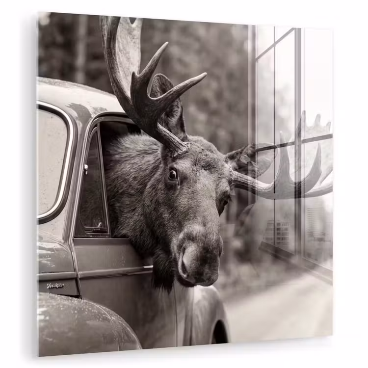 Eland - Auto - Gewei - Zwart - Wit plexiglas 5mm klein -zzzproduct_nieuw