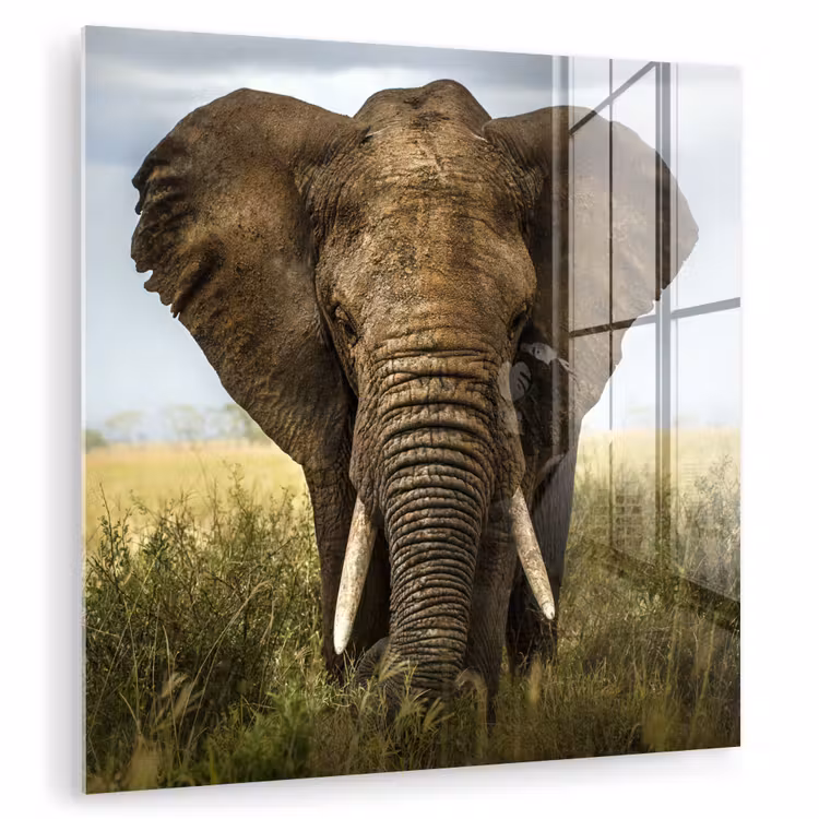 Olifant - Natuur - Gras - Dieren - Landschap plexiglas 5mm klein -zzzproduct_nieuw