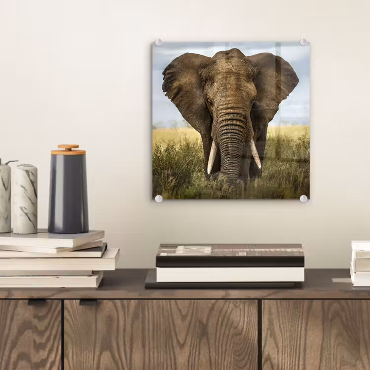 Olifant - Natuur - Gras - Dieren - Landschap plexiglas 5mm klein -sfeer1