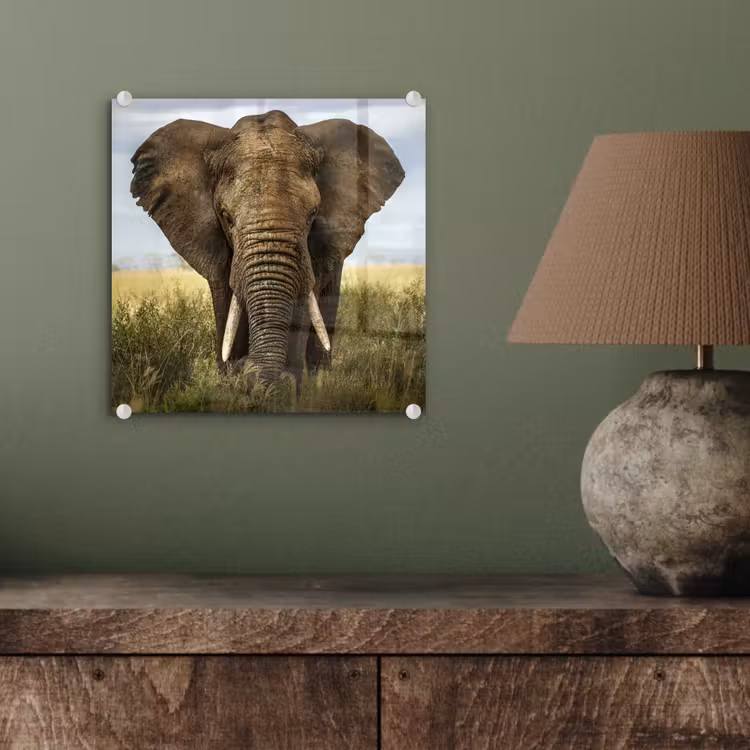 Olifant - Natuur - Gras - Dieren - Landschap plexiglas 5mm klein -sfeer3
