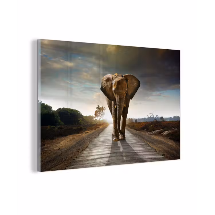 Olifant - Weg - Dieren - Zonsondergang - Landschap plexiglas 5mm klein -zzzproduct_nieuw