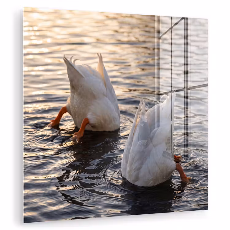 Eenden - Water - Natuur plexiglas 5mm klein -zzzproduct_nieuw