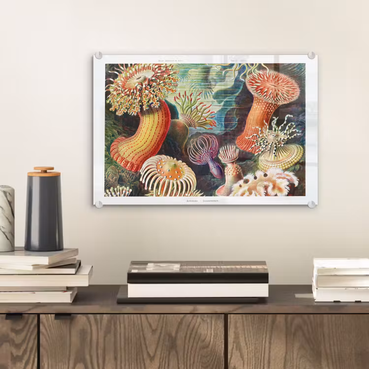 Ernst Haeckel - Anemoon - Retro - Natuur - Planten - Zee plexiglas 5mm klein -wsfeer2_DE