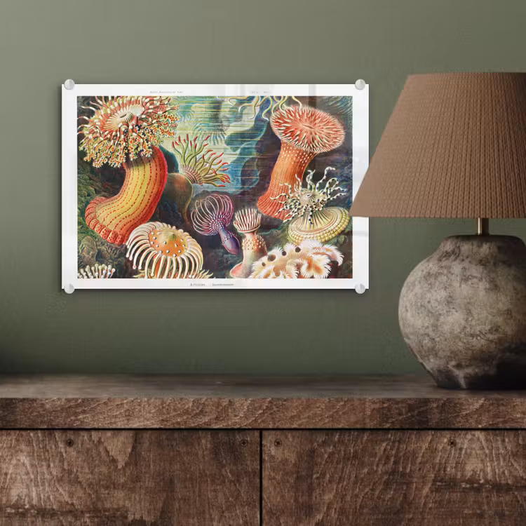Ernst Haeckel - Anemoon - Retro - Natuur - Planten - Zee plexiglas 5mm klein -sfeer3
