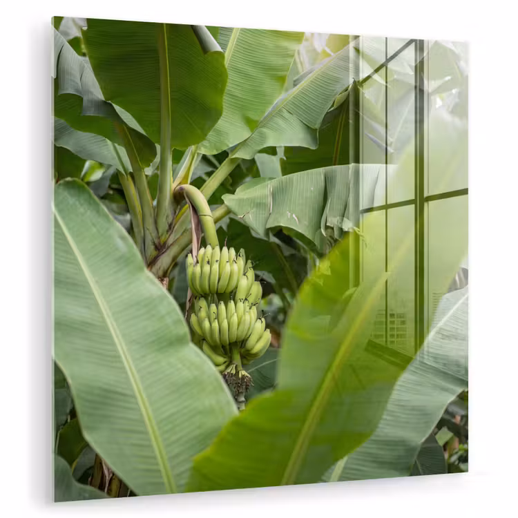 Glasbild - Essen – Bananen – Plantage – Grün - Eten - Bananen - Plantage - Groen plexiglas 5mm klein